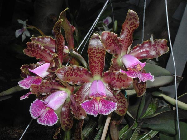 LR-C-schilleriana-Daniel Endringer-3.jpg