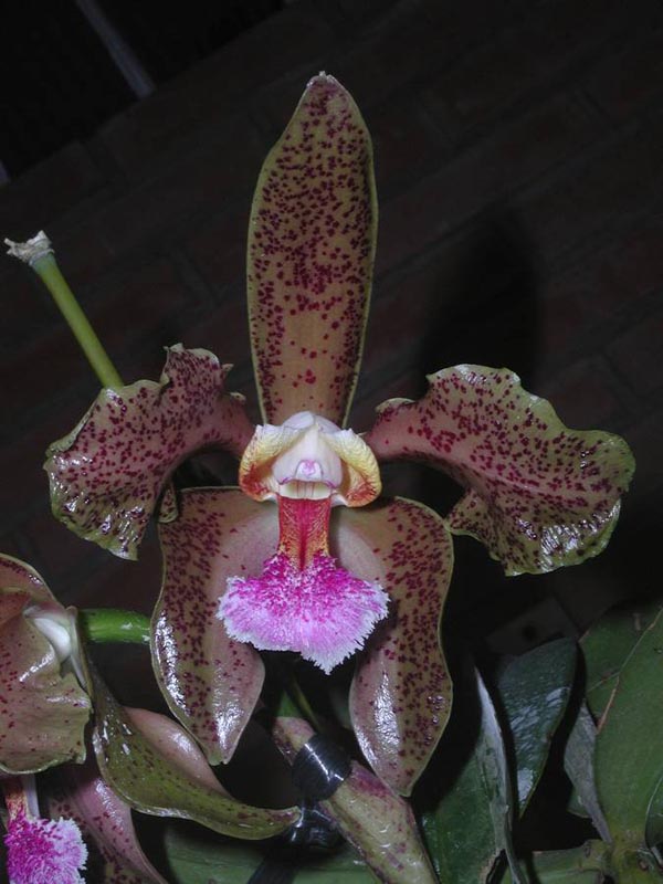 LR-C-schofieldiana-Ano Novo.jpg