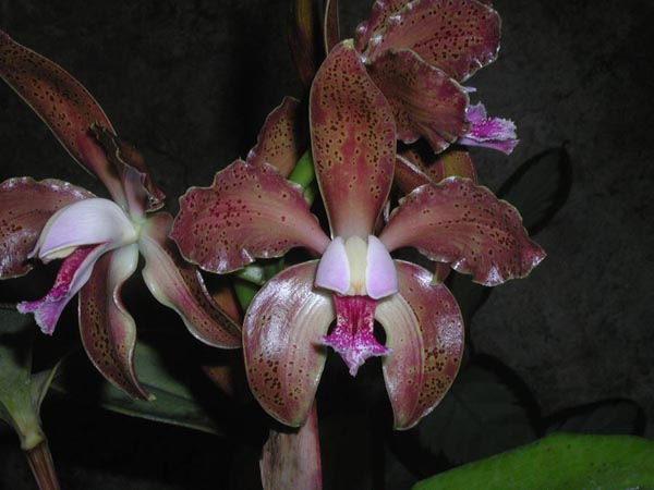 LR-C-schofieldiana-Gabriel Uliana.jpg