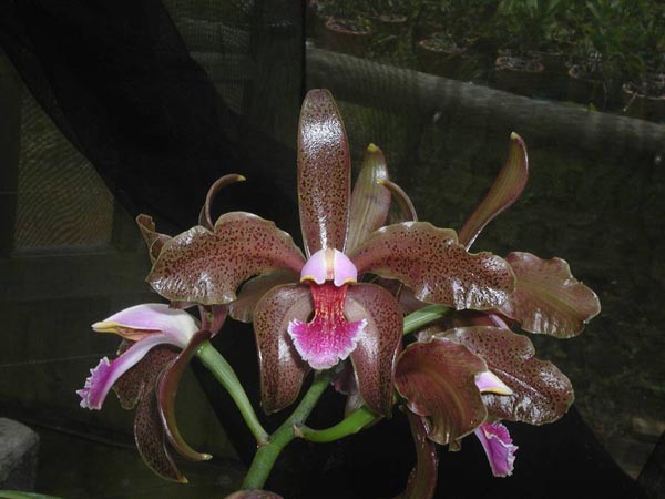 LR-C-schofieldiana-Onça Pintada.jpg