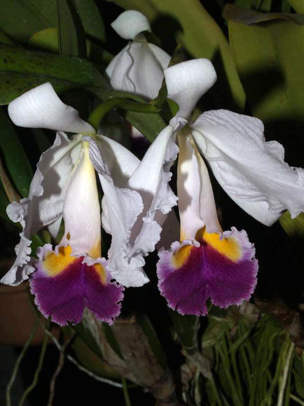 LR-C-trianae-caerulea-(EX 53-08)-01.jpg