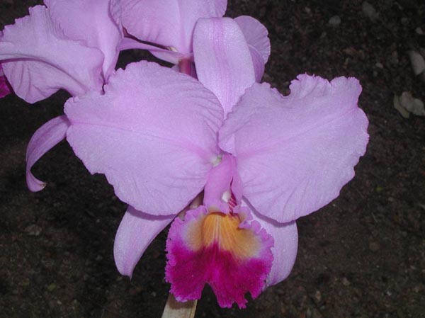 LR-C-trianae-Fine Variety.jpg