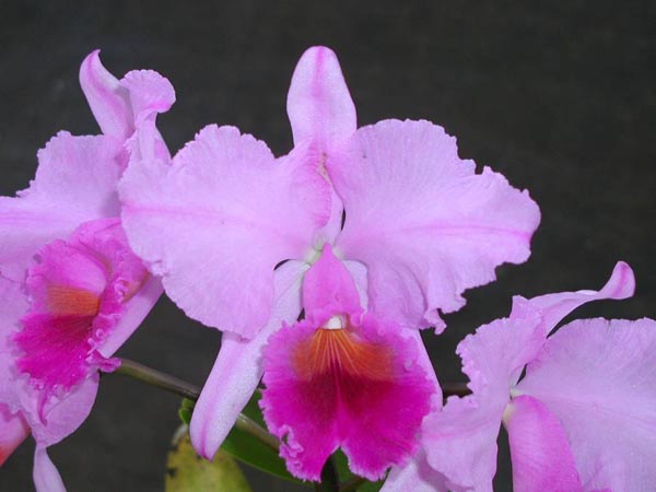 LR-C-trianae-Jean Groben-(11-8).jpg