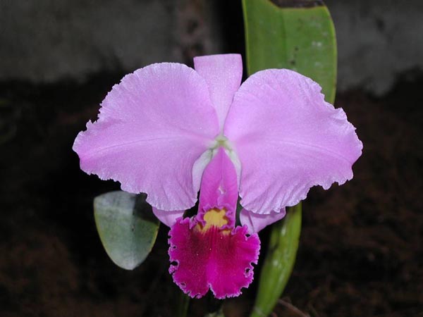 LR-C-trianae-Mariposa-(14-8)-Planta fraca.jpg