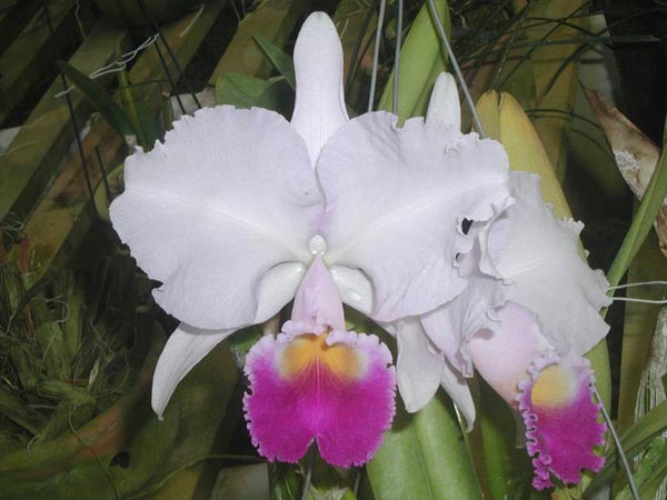 LR-C-trianae-Taky Huailla.jpg