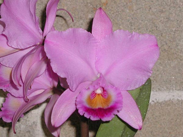 LR-C-trianae-tipo-Oscura Posada.jpg