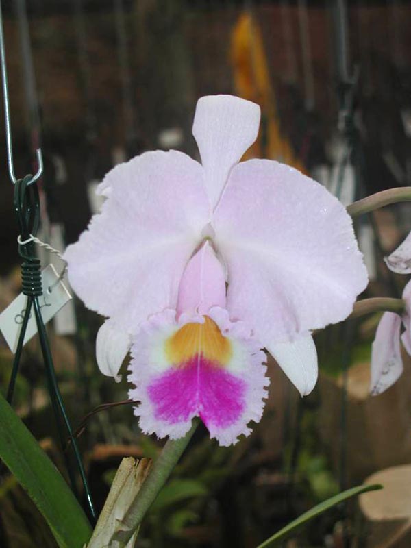 LR-C-trianae-tipo-Waldemar Silva-(27-8)-2.jpg