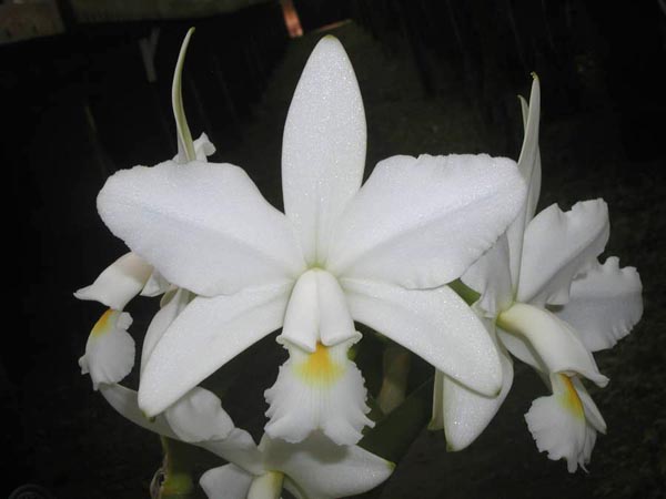 LR-C-violacea-alba-Everest-(01-11).jpg