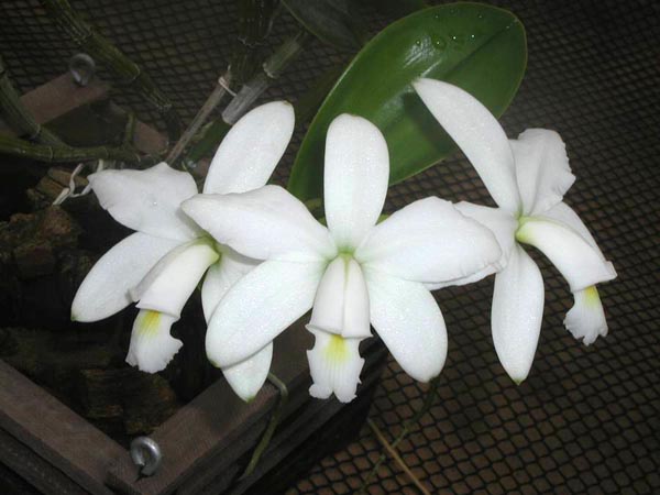 LR-C-violacea-alba-La Peruana-(02-11).jpg