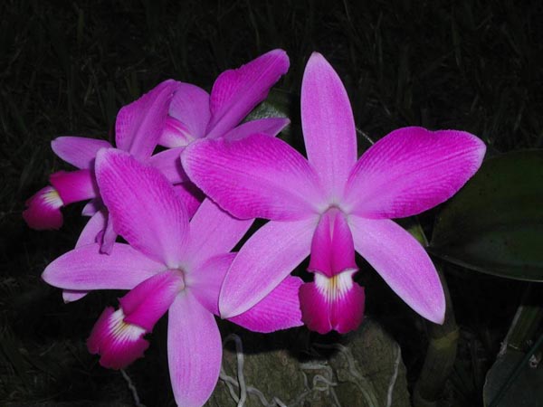 LR-C-violacea-rubra-flamea-Alcebiades-(15-11).jpg