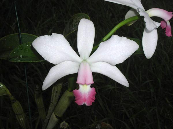 LR-C-violacea-semi alba-delicata-AWZ-(09-11).jpg