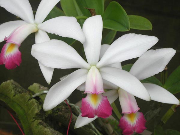 LR-C-violacea-semi alba-delicata-Rio Negro-(08-11).jpg