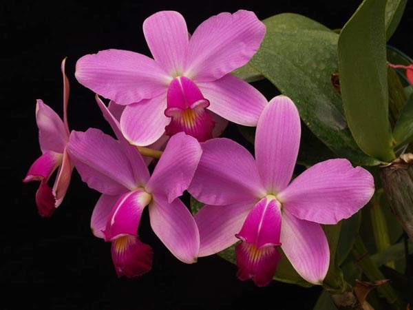 LR-C-violacea-tipo-Redondinha.jpg
