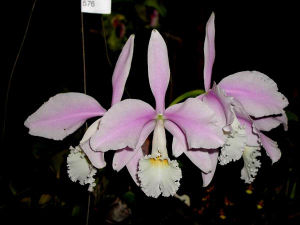 LR-C-warneri-albescens-Santa Teresa.jpg