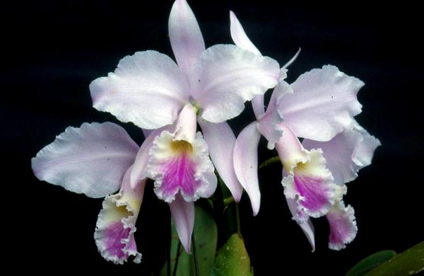 LR-C-warneri-amesiana-Feu Rosa.jpg