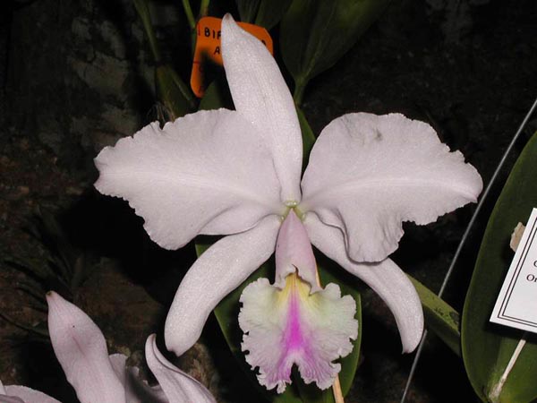 LR-C-warneri-amesiana-Mem Roberto Kautsky-(M).jpg