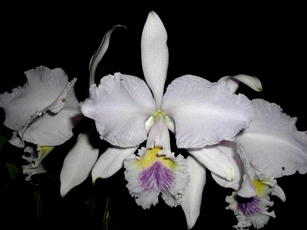 LR-C-warneri-caerulea-Renata Dihel.jpg