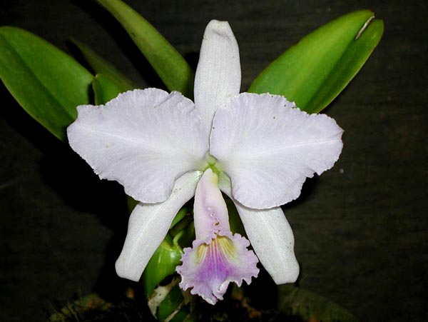 LR-C-warneri-caerulea-Renato Rossi.jpg