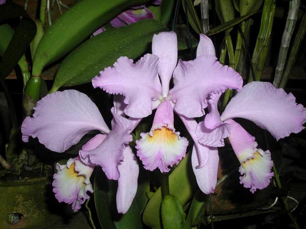 LR-C-warneri-concolor-HI-(Nr 2 ).jpg