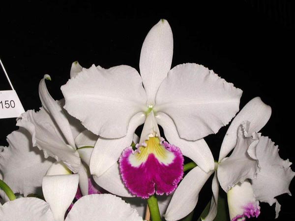 LR-C-warnerii-semi alba-orlata-(EXAMPLE).jpg