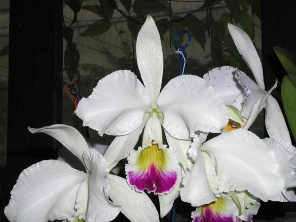 LR-C-warneri-semi alba-Guindani.jpg