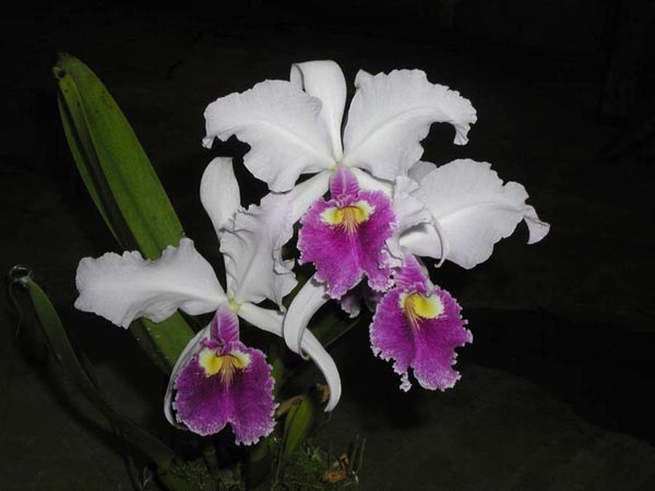 LR-C-warscewiczi-coerulea-La Floresta-(07-2).jpg