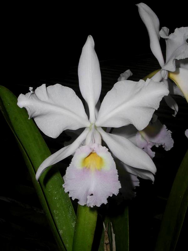 LR-C-warscewiczii-semi alba-caerulescens-Nacarada-(24-2).jpg