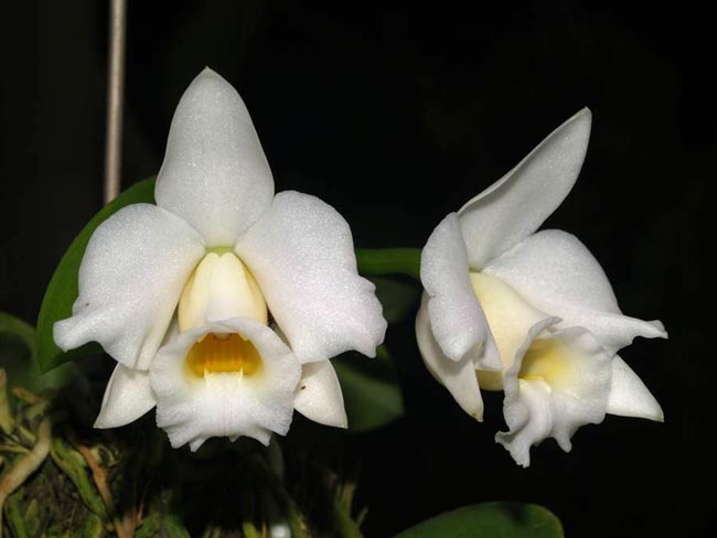 LR-L-alaori-alba-Snow Flakes.jpg