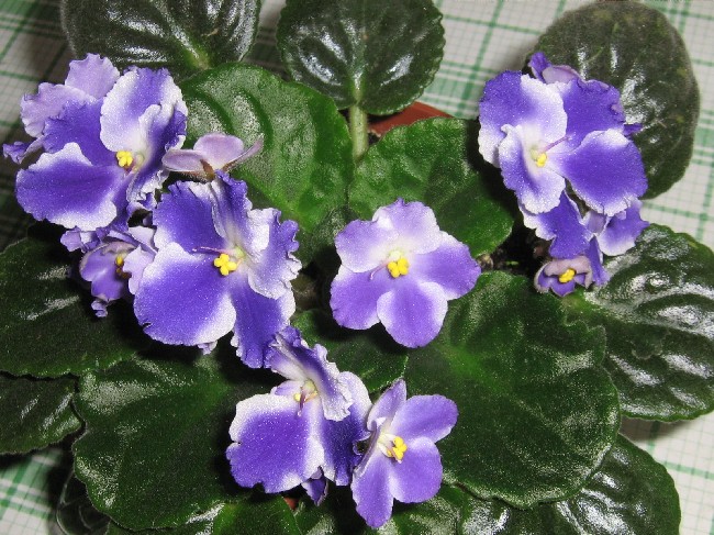 Сначала так