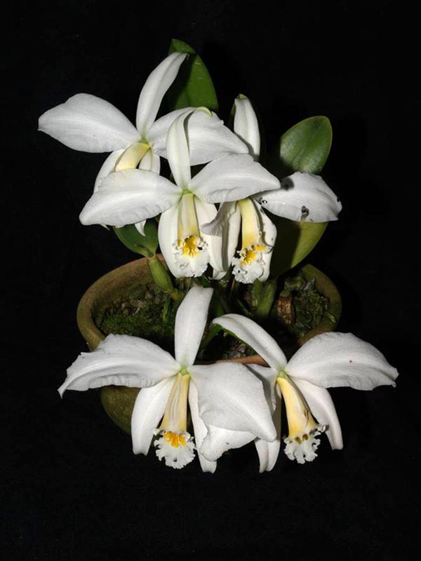 LR-L-jongheana-alba-Alexandre Moraes.jpg