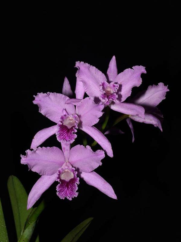 LR-L-lobata-caerulea.jpg