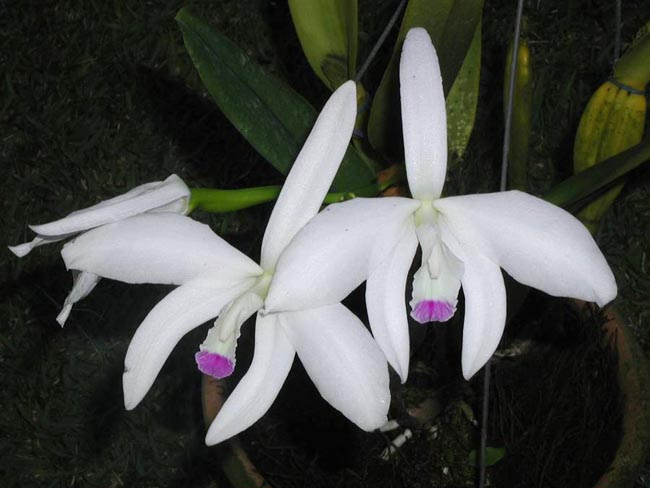 LR-L-perrinii-semi alba-Walter Filipetti.jpg