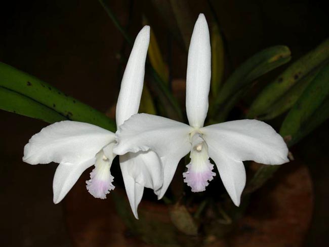 LR-L-perrini-semi alba-amoena-AWZ.jpg