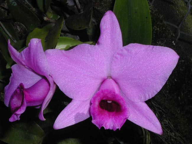 LR-L-praestans-A melhor.jpg