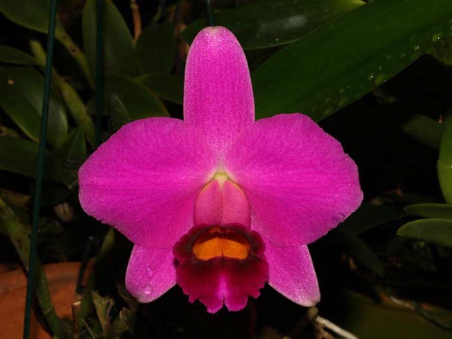 LR-L-praestans-Black Ruby Takako.jpg