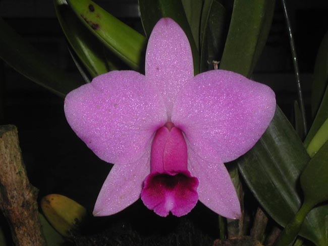 LR-L-praestans-Labelo Negro-BLACK LIP.jpg