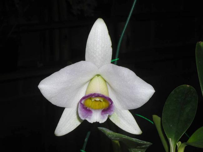 LR-L-praestens caerulea-AWZ.jpg