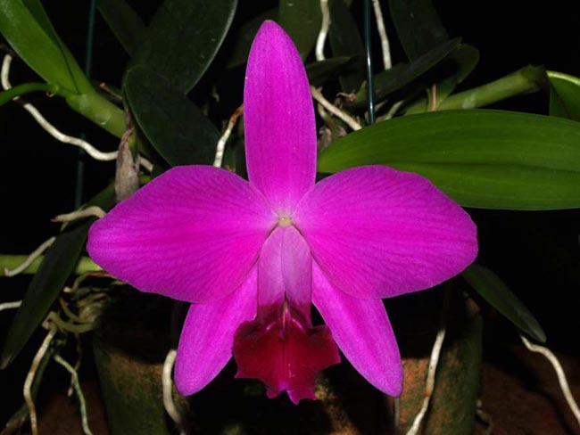 LR-L-pumila-Ruby Queen.jpg