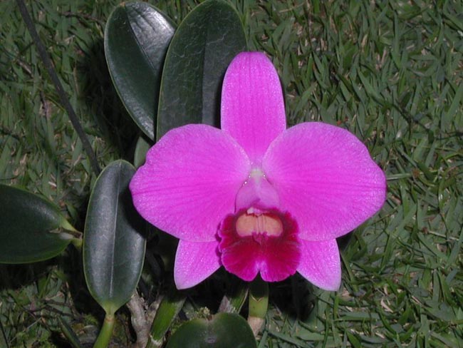 LR-L-pumila-tipo-escura-Topazio Vermelho.jpg