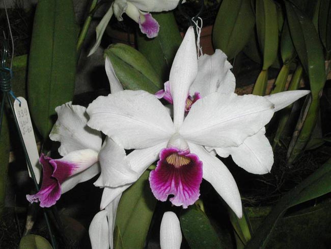 LR-L-purpurata-estriata-suave-Pedra Azul.jpg