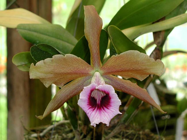 LR-L-tenebrosa-Fumacina Fujita.jpg