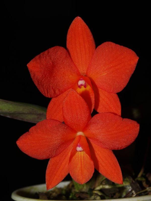 LR-Soph-coccinea x cernua-(Z-919)-(RESULT)-(some are equal Soph.jpg