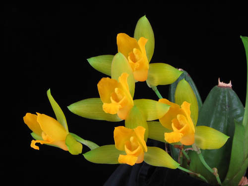 Lycaste aromat1.jpg