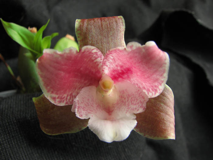 Lycaste xytriophora.jpg