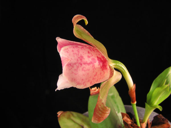 Lycaste xytriophora3.jpg