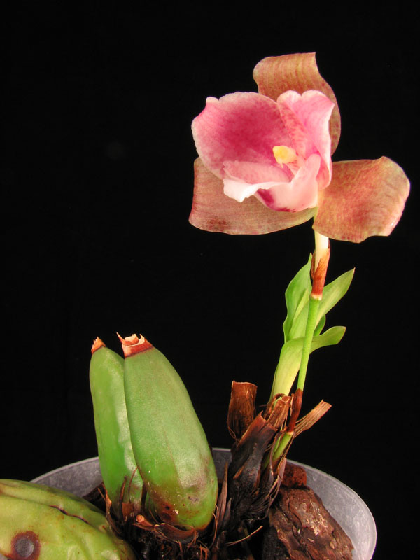 Lycaste xytriophora1.jpg