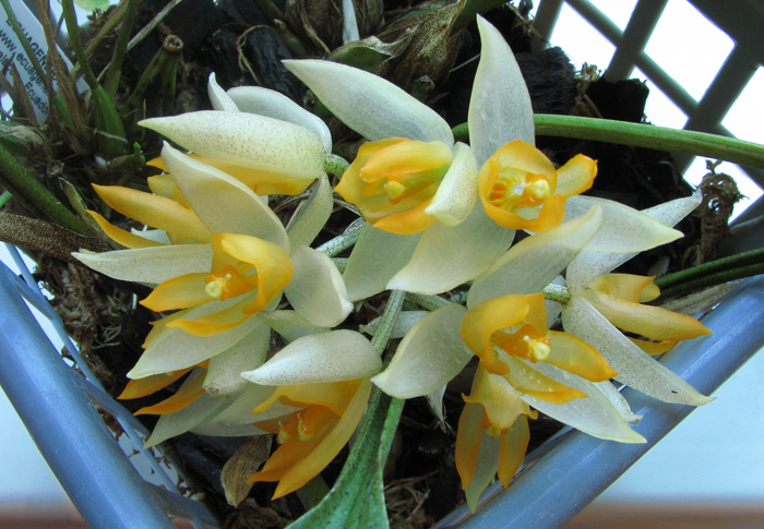 Sievekingia marsupialis.jpg