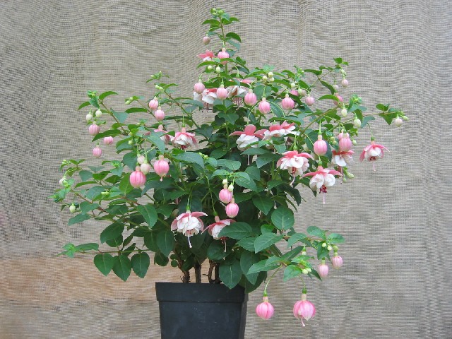 Kleine Gartnerin.jpg