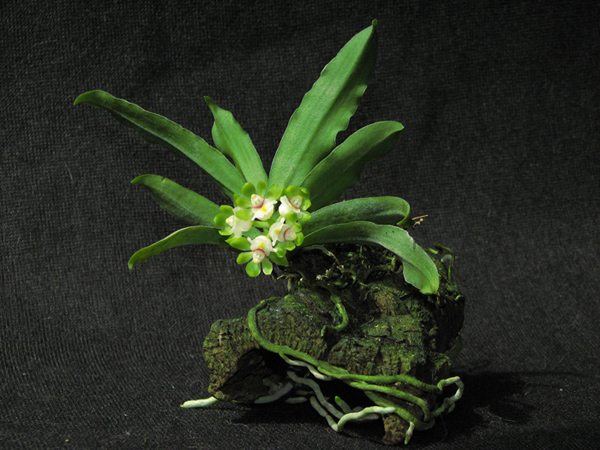 Gastrochilus japonicus2.jpg