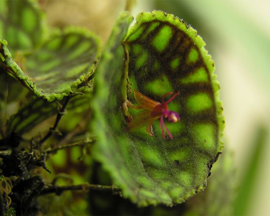 Lepanthes calodictyon 5.jpg